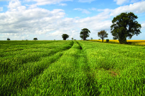 Rural Norfolk field
