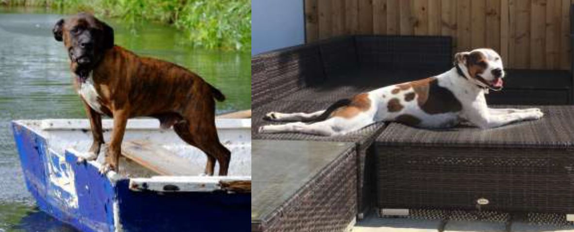 Dog on a boat and dog laying in sun