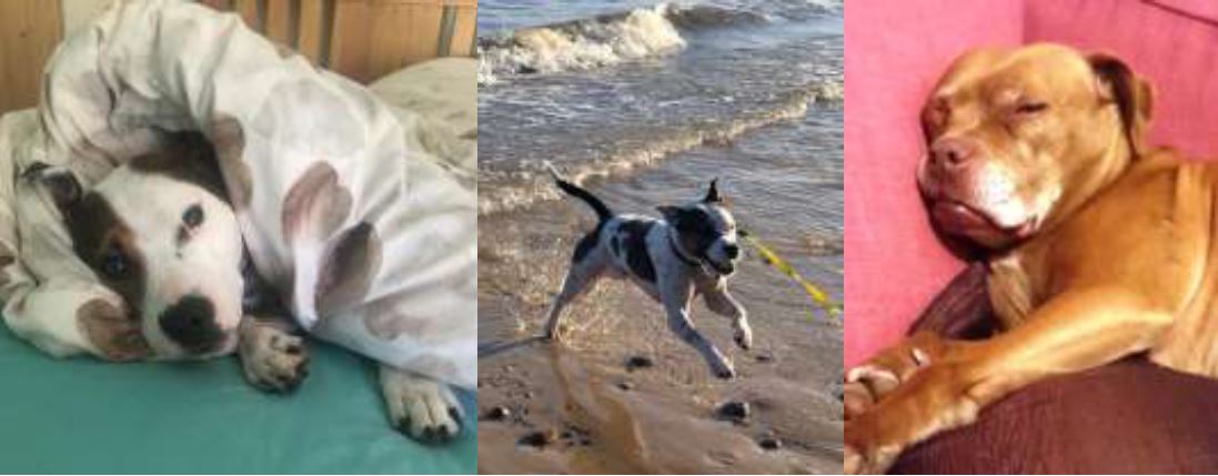 Dog in a duvet, dog running on beach and dog asleep
