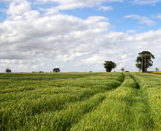 View of a Norfolk field