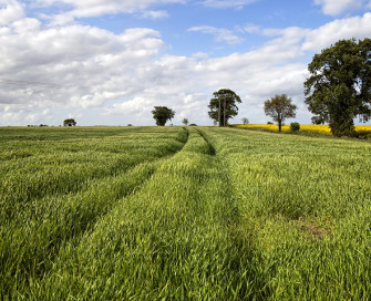 Norfolk field view