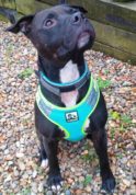 Reggie-Rescue-Rehab-124x178 Reggie-Rescue-Rehab-124x178